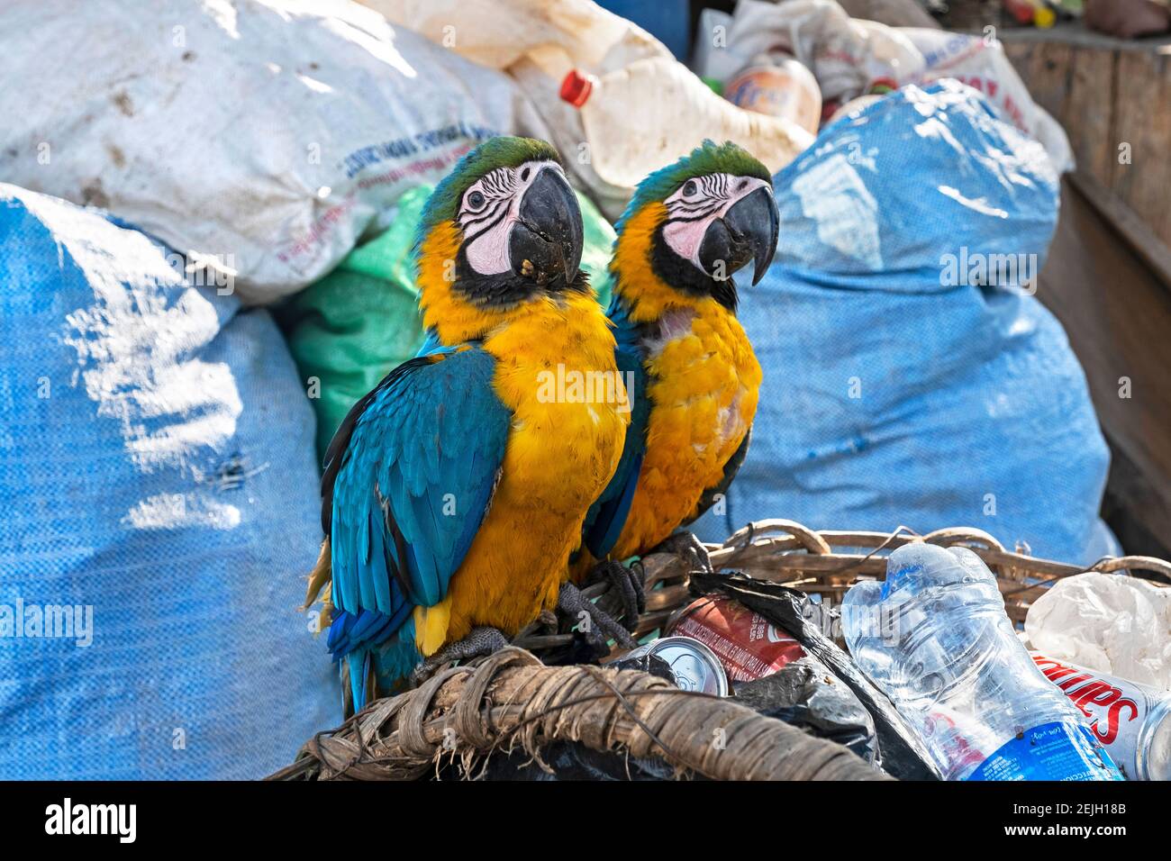 Two captive blue-and-yellow macaws (Ara ararauna) for animal trade among trash in the city Trinidad, Cercado Province, Beni Department, Bolivia Stock Photo