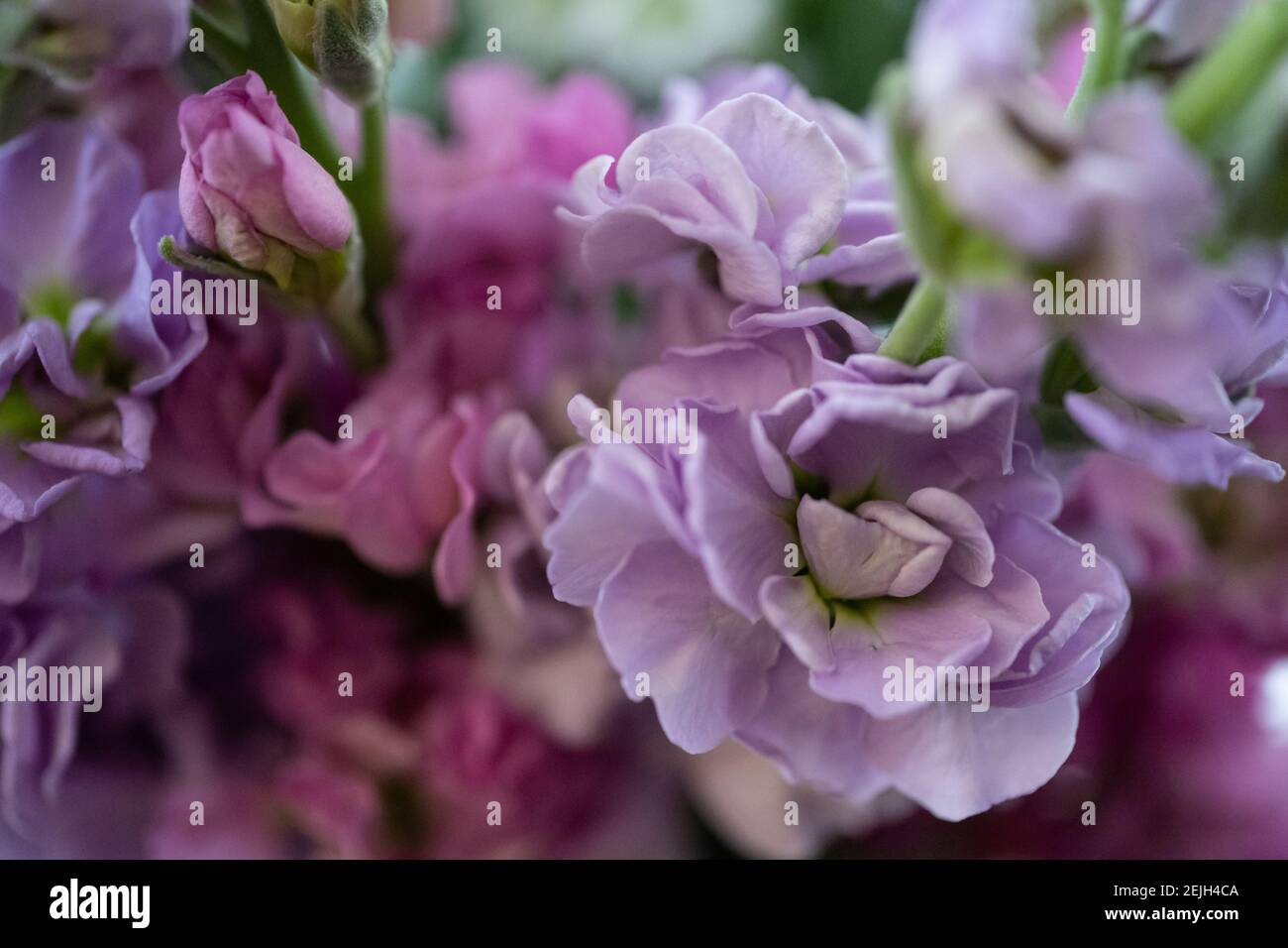 Close-up of Stock flowers (Matthiola Incana) also known as  Gillyflower or Perfume Plant Stock Photo