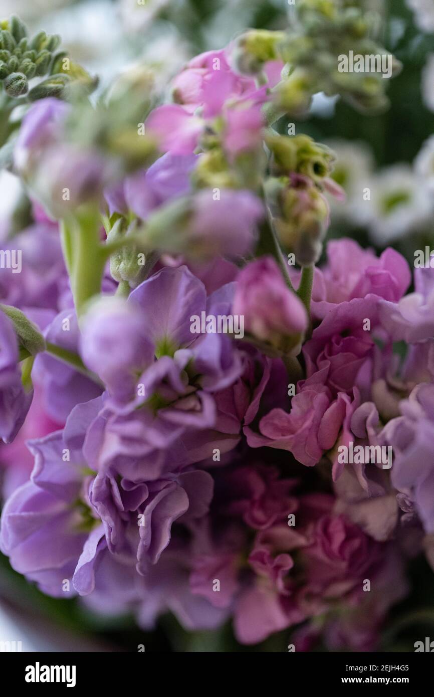 Close-up of Stock flowers (Matthiola Incana) also known as  Gillyflower or Perfume Plant Stock Photo
