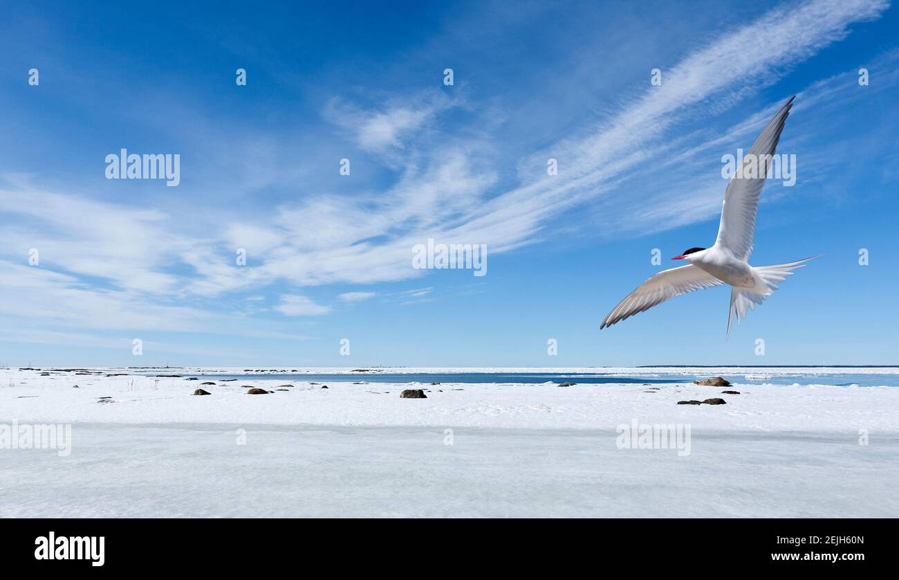 Coast of the Baltic Sea during when the ice at sea breaks up. Berries