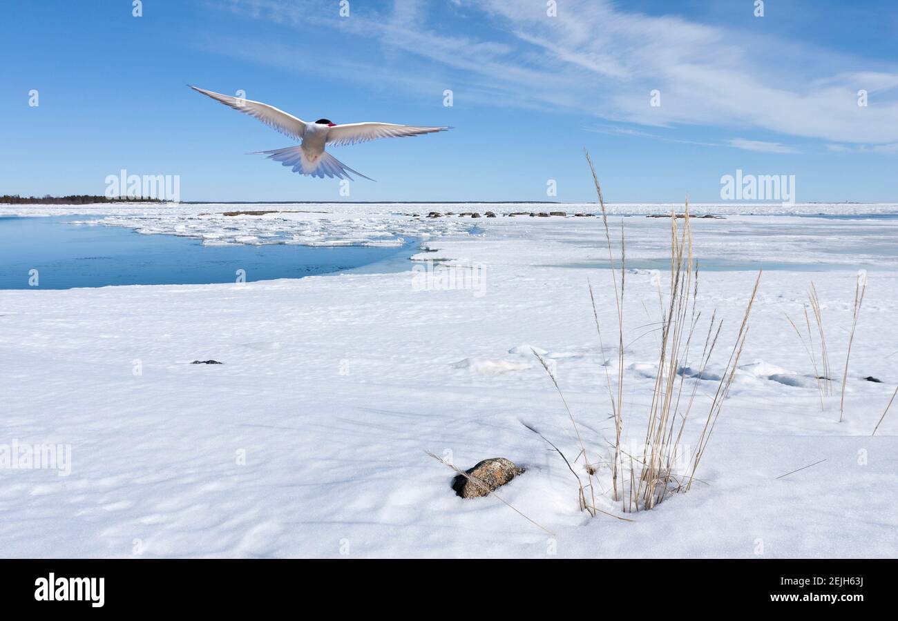 Coast of the Baltic Sea during when the ice at sea breaks up. Berries
