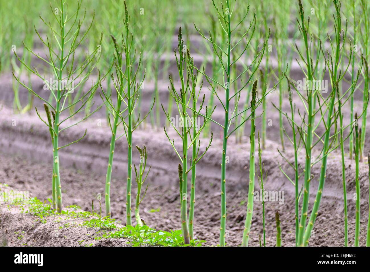 Early summer growth cycle of white asparagus plant, fern development