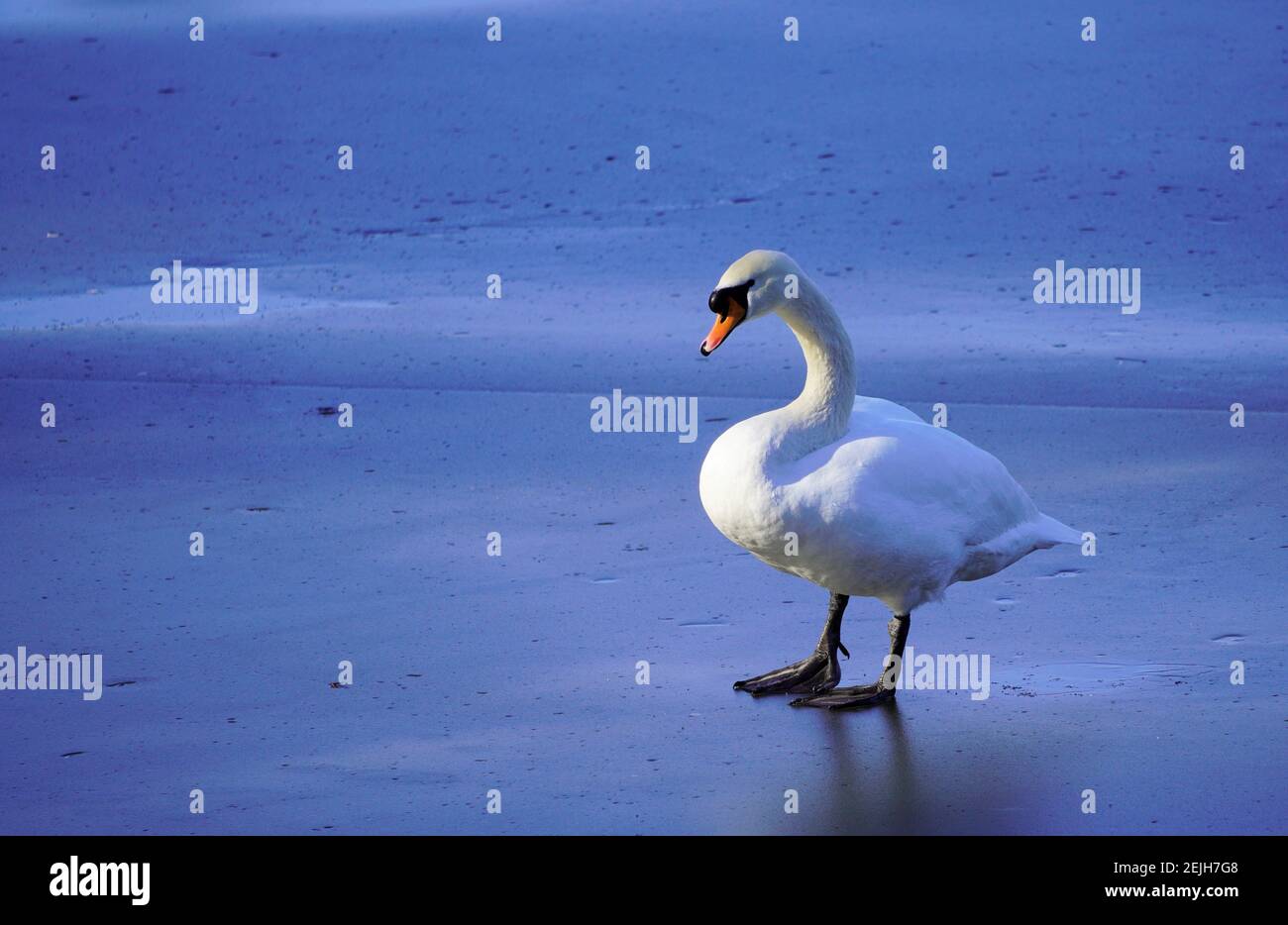 White swan on a frozen lake. Frozen blue water surface of a pond with a swan in the center. Stock Photo
