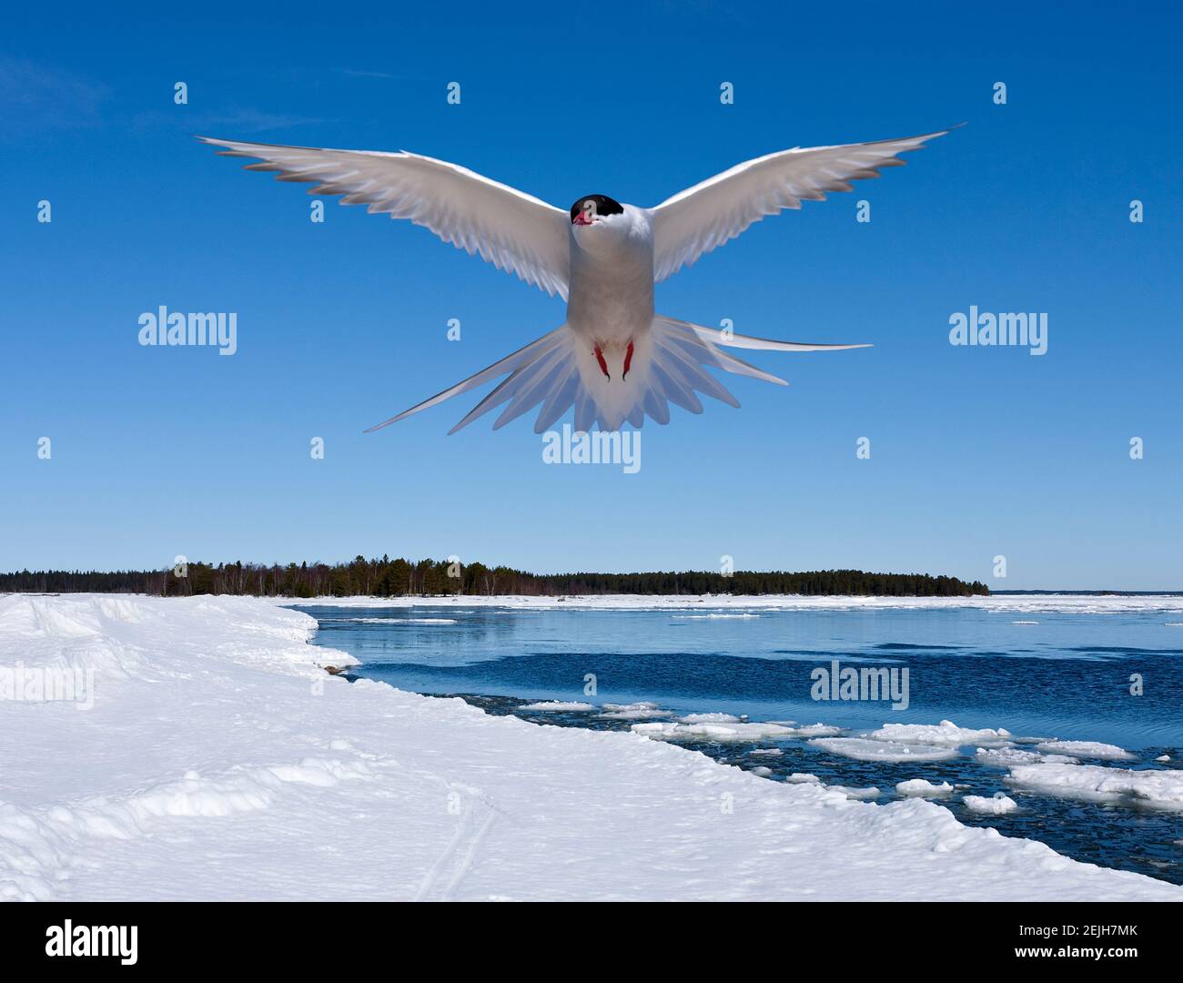 Coast of the Baltic Sea during when the ice at sea breaks up. Berries