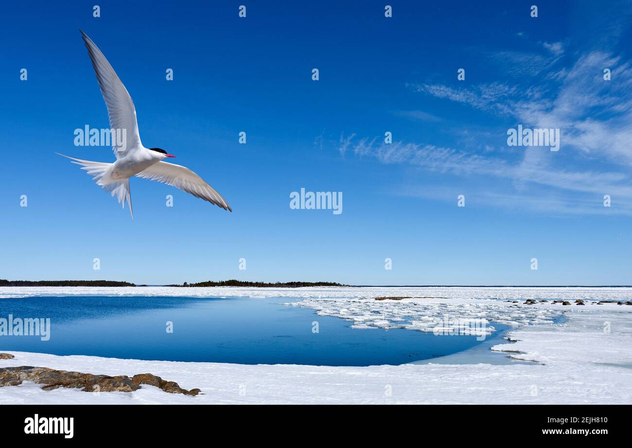 Coast of the Baltic Sea during when the ice at sea breaks up. Berries