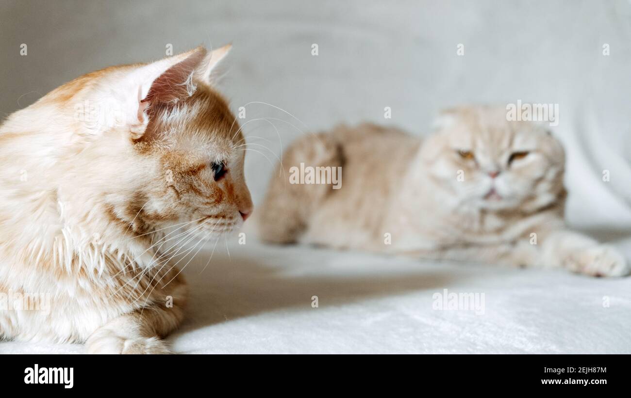 Introducing Two Cats. Adopt a Second Cat. Adding a second cat to your