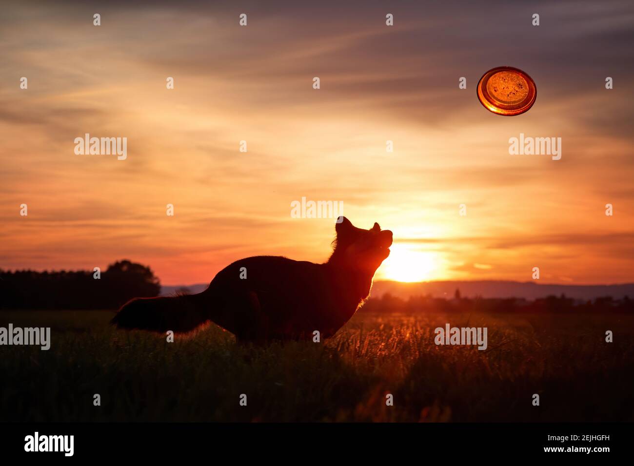 Bohemian shepherd dog, purebred, running. Silhouette of dog, hunting