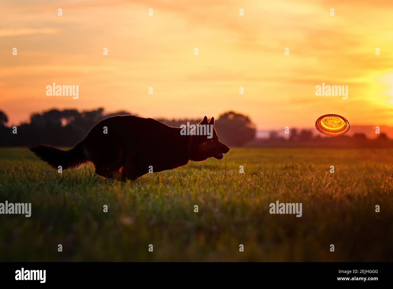 Silhouette dog jumping hires stock photography and images Alamy