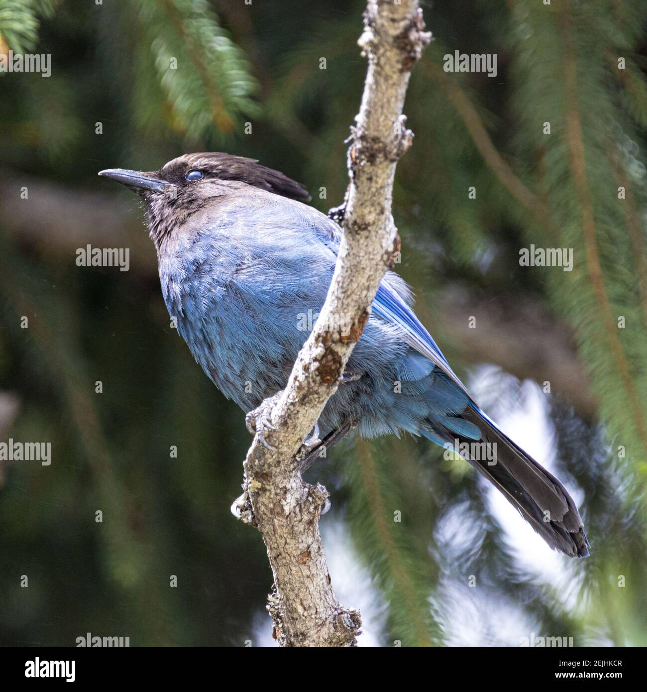 Steller's Jay (Cyanocitta stelleri) in a rest area off the Coquihalla Highway, Fraser Valley, British Columbia, Canada Stock Photo