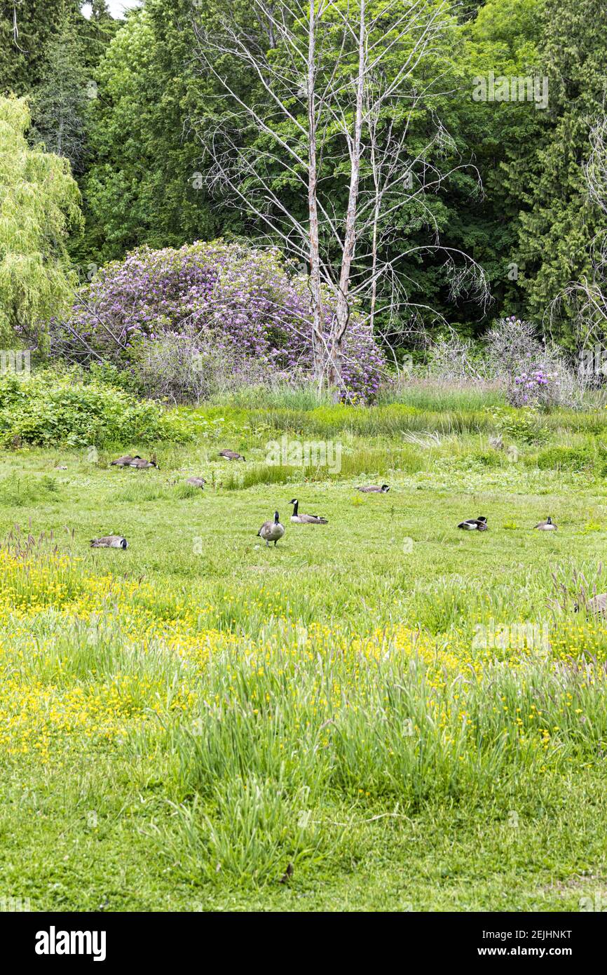 Birds of stanley park hires stock photography and images Alamy