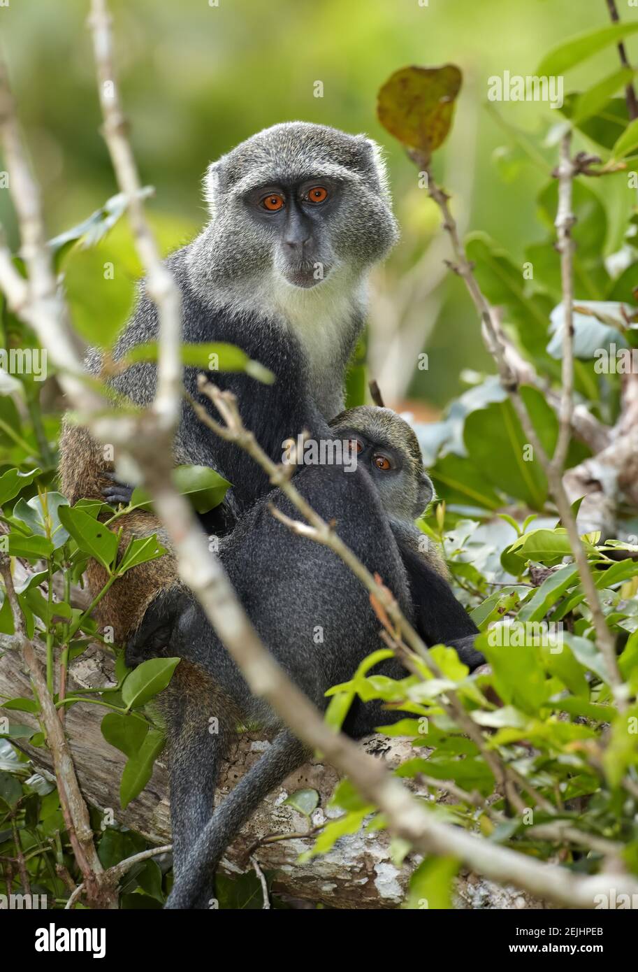 Close up Sykes' monkey, Cercopithecus albogularis in typical environment of  Zanzibar's Jozani forest. Portrait, orange eyes. Stock Photo