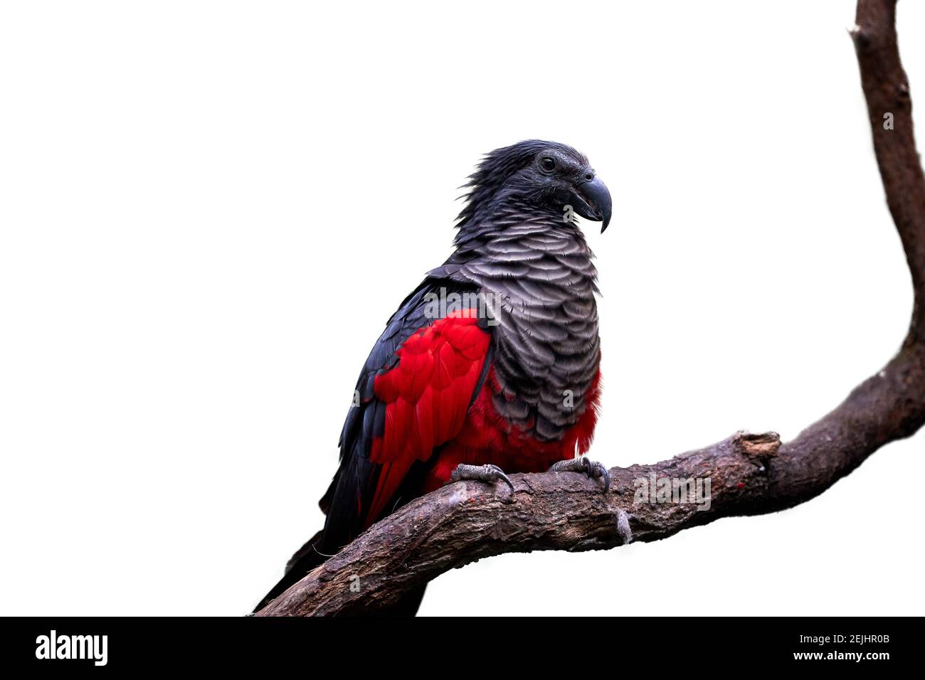 Isolated on white, Pesquet's parrot, Psittrichas fulgidus, red and black, vulturine parrot, endemic to montane rainforest in New Guinea. Vulnerable, t Stock Photo