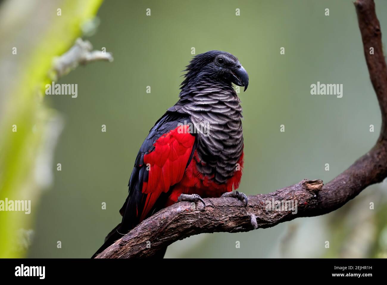 Pesquet's parrot, Psittrichas fulgidus, red and black, vulturine parrot, endemic to montane rainforest in New Guinea. Vulnerable, threatened Species. Stock Photo