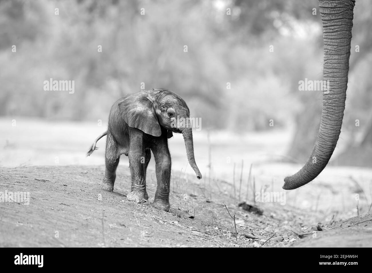 Black and white, artistic, touching picture of a fresh born African elephant calf, Loxodonta africana with mothers trunk. Stock Photo
