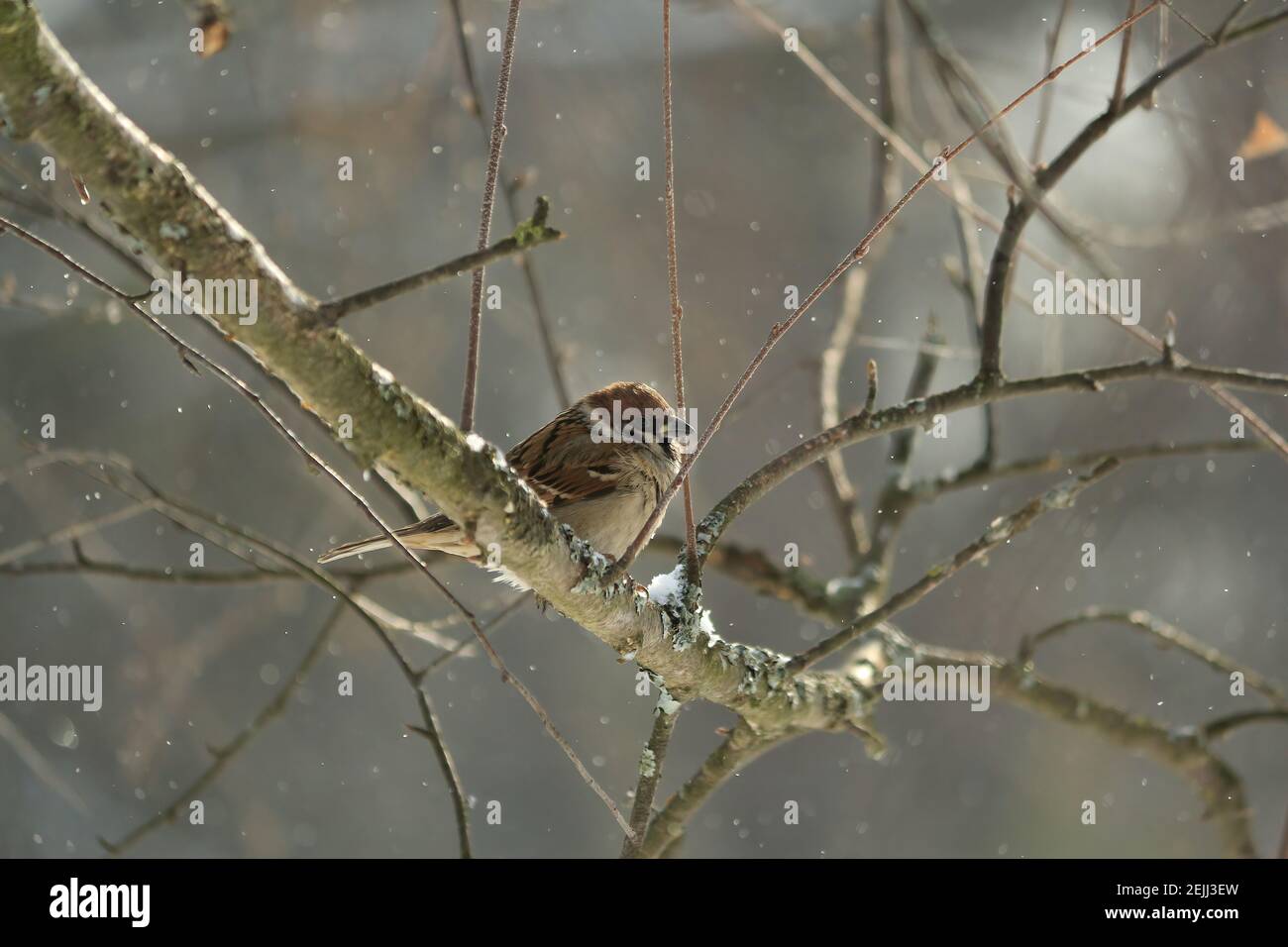 Passer montanus or Eurasian Tree Sparrow. A tree sparrow with brown plumage sits on lichen-covered birch branch against backdrop of flying snowflakes. Stock Photo
