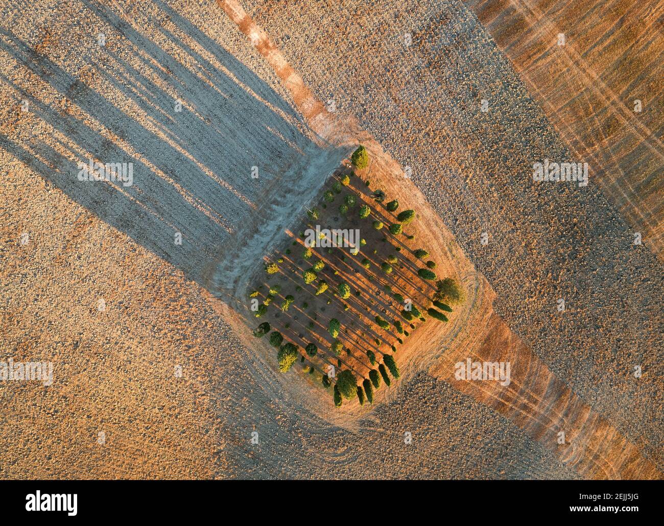 Aerial, vertical view of a Tuscany landscape from the air. Colorful sunset over group of cypress trees Long shadows. Orcia valley, Siena district, T Stock Photo