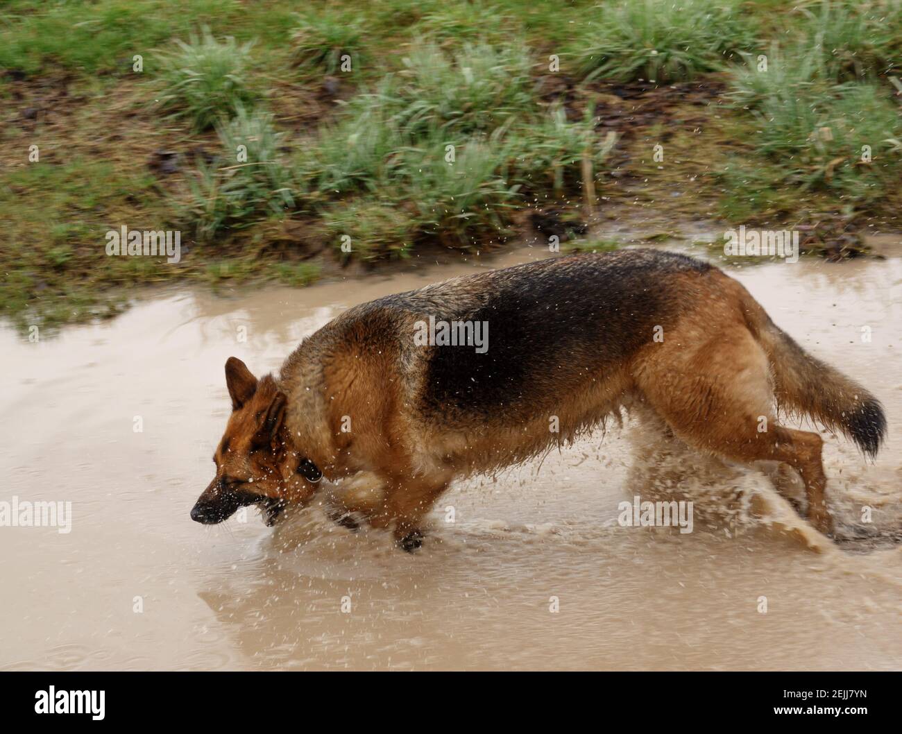 black and tan german shepherd alsatian bitch running through a deep ...