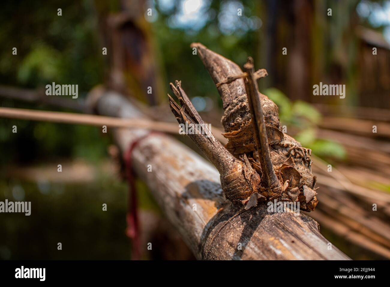 Close-up image of the bamboo knot. It can be used as a background image. Stock Photo