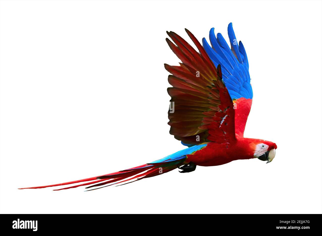 Flying wild red parrot, isolated on white background. Bright red and blue south american parrots,  Ara macao, Scarlet Macaw, flying with outstretched Stock Photo