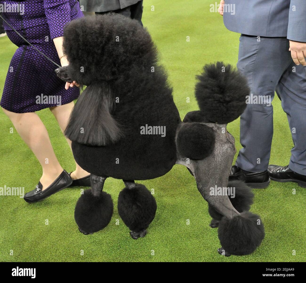 Tsnadard poodle "Siba", winner of Best in Show at the 144th Westminster  Kennel Club Dog Show at Madison Square Garden in New York, NY on February  11, 2020. Siba is handled by