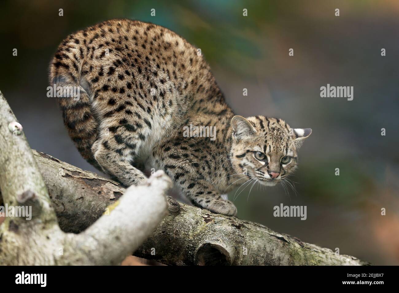 Geoffroy's cat, Leopardus geoffroyi, a wild cat native to South America on a branch against abstract background. Threatening posture, ears down. Night Stock Photo