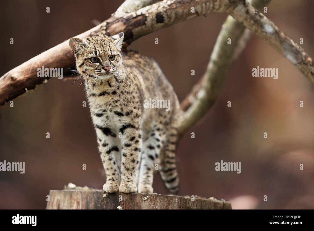 Geoffroy's cat, Leopardus geoffroyi, wild cat native to the South America. Nocturnal and a solitary  south american cat. Animal in captivity. Stock Photo