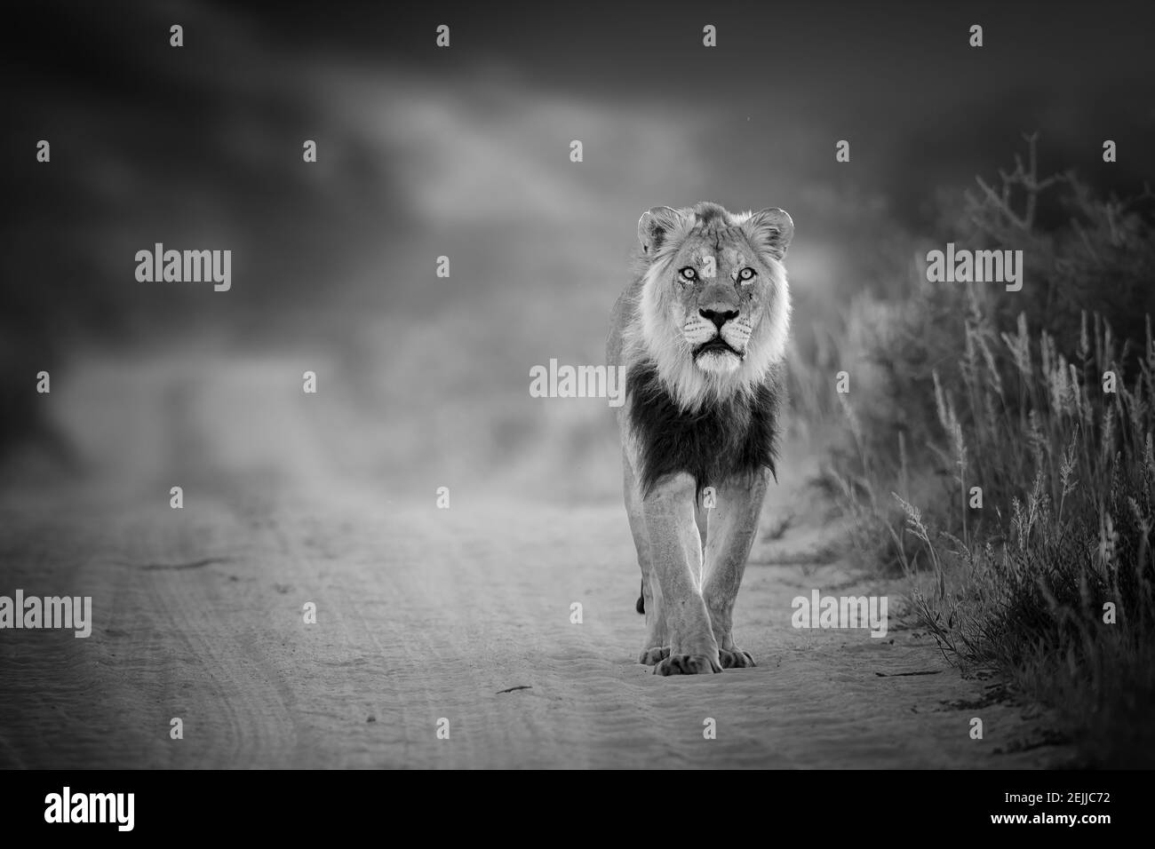 Black and white photo, wild Kalahari lion, Panthera leo, black mane lion walking on sandy road, direct view, low angle, staring at camera. Eye contact Stock Photo