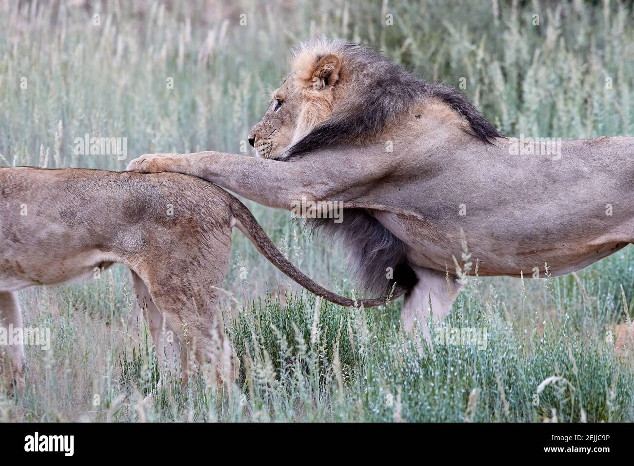 Wild Kalahari lion, Panthera leo. Black mane desert lion putting paw on the  back of lioness. Lions in mating season. African animals in Kgalagadi tr  Stock Photo - Alamy