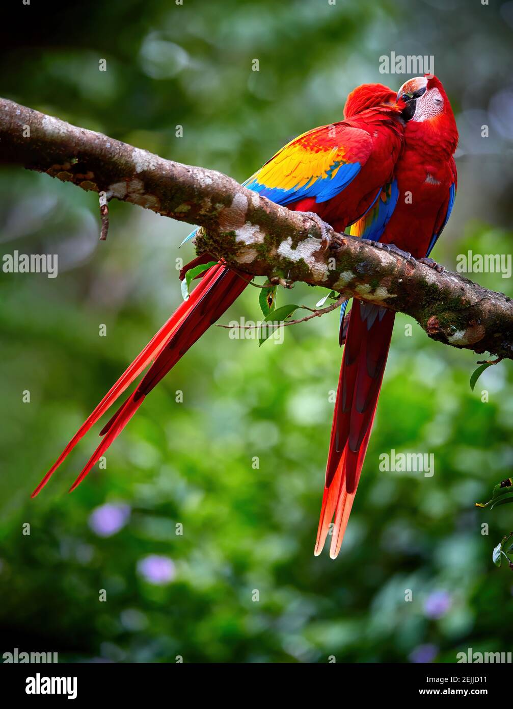 Ara Macao Scarlet Macaw Vertical Photo Of Two Red Colorful Big Amazonian Parrots Pair Of Coupling Ara Macao Showing Affection Wild Animal Cos Stock Photo Alamy