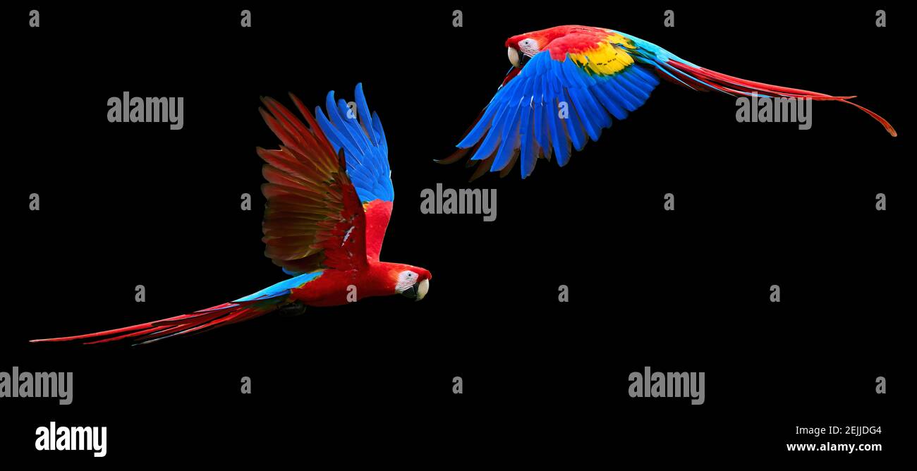 Two red parrots, isolated on black background. Bright red and blue south american parrots,  Ara macao, Scarlet Macaw, flying with outstretched wings, Stock Photo