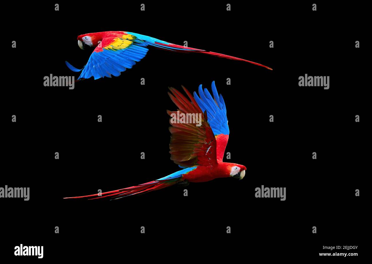 The Amazon Parrots Flying Hi Res Stock Photography And Images Alamy The Amazon Parrots Flying Hi Res Stock Photography And Images Alamy