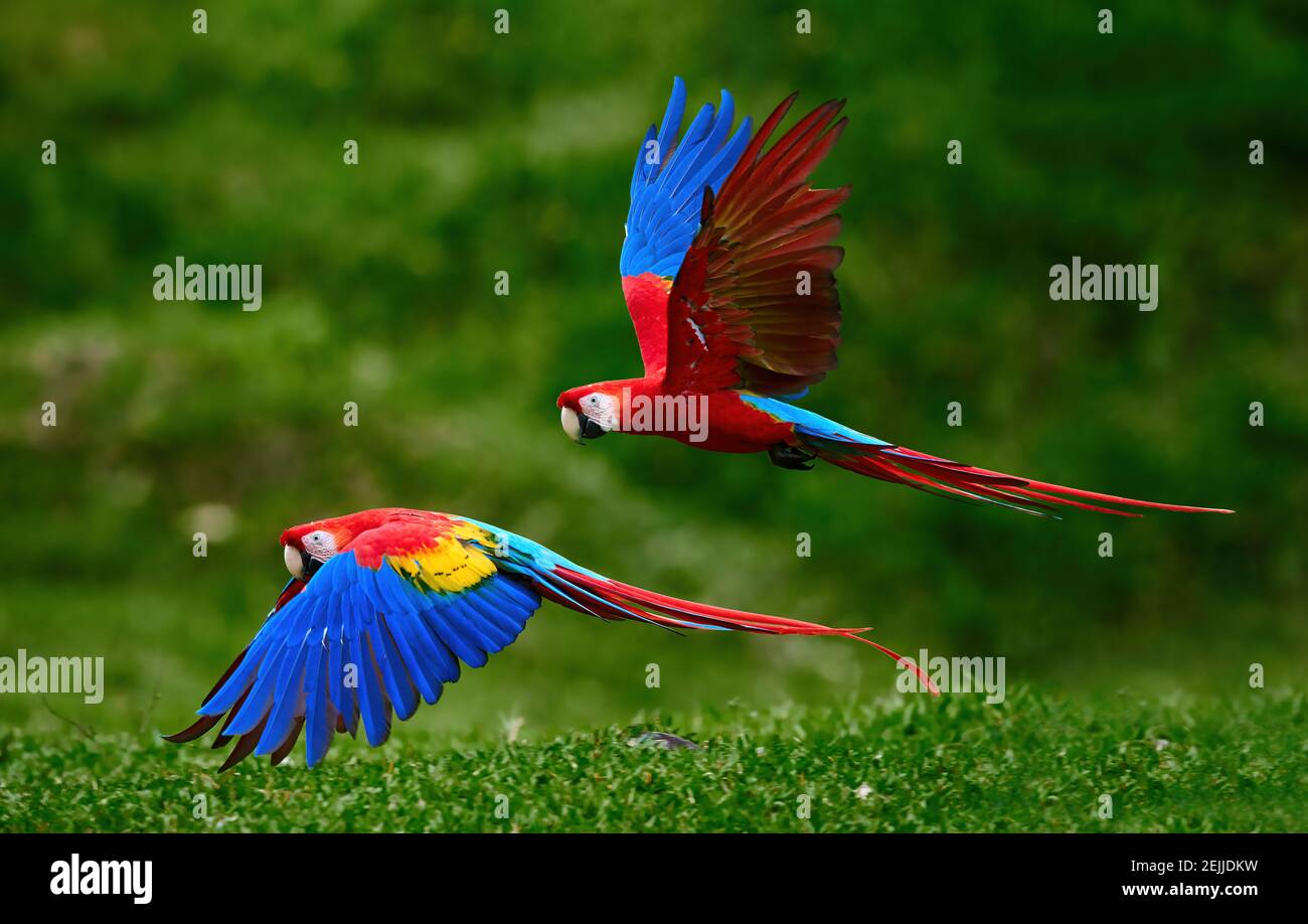Two Scarlet Macaw parrots, flying just above the ground. Bright red and blue South American parrots, Ara macao, flying with outstretched blue wings in Stock Photo