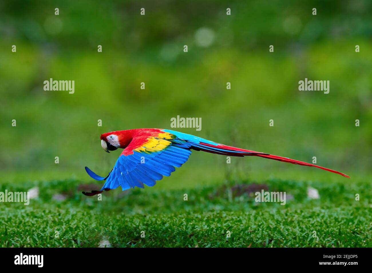 Flying ara parrot, isolated on blurred green background. Bright red and blue south american parrot,  Ara macao, Scarlet Macaw, flying with outstretche Stock Photo