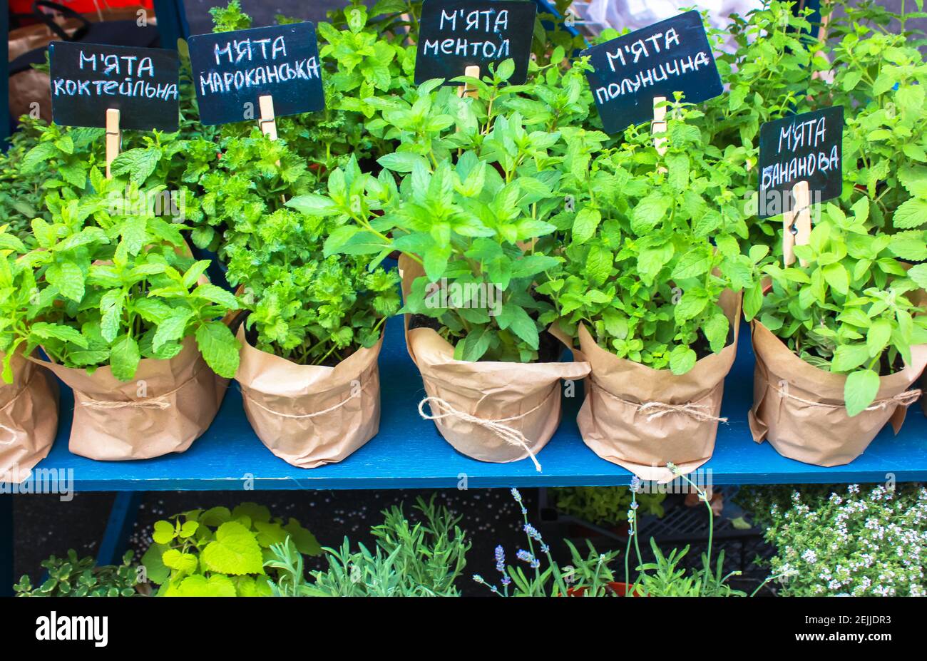 Selling different types of mint in pots at the farmer's market. Fresh herbs and edible plants on