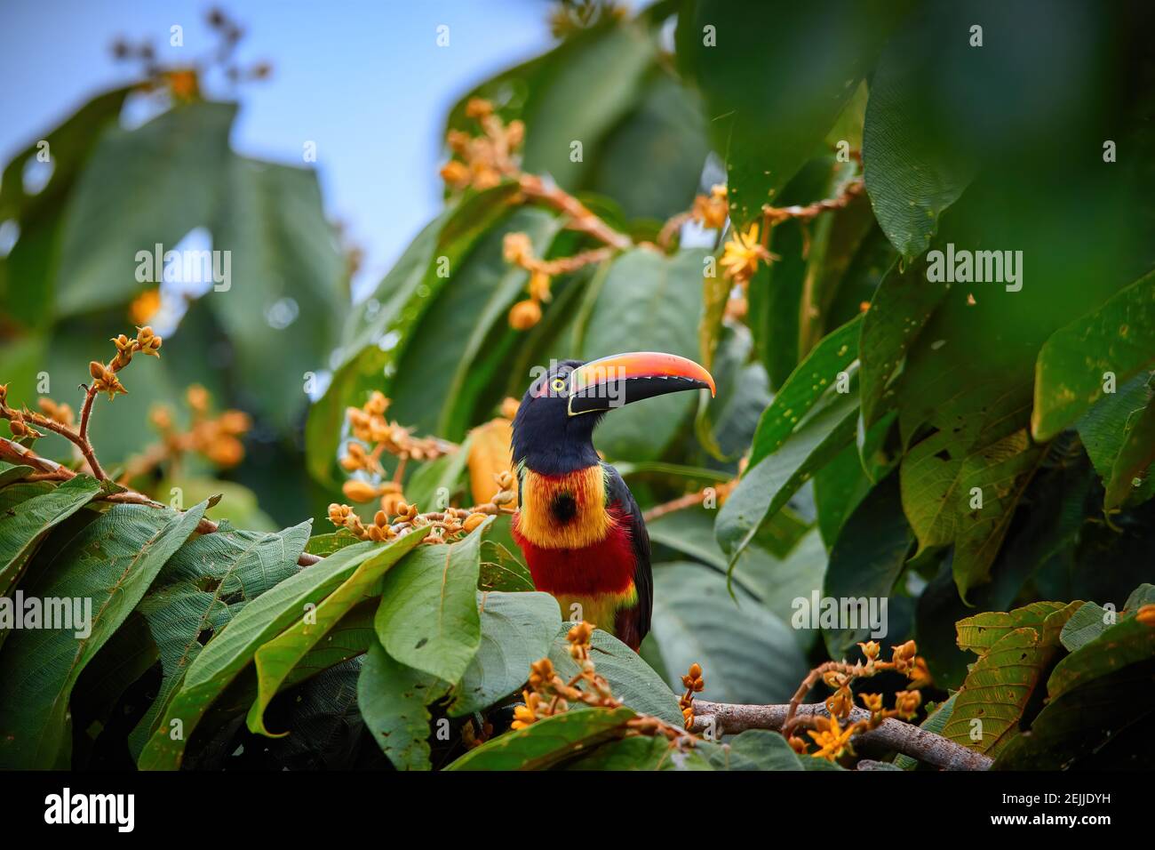 Fiery-billed aracari, Pteroglossus frantzii, toucan among green leaves and orange fruits. Large red-black bill, black, yellow and red plumage. Typical Stock Photo