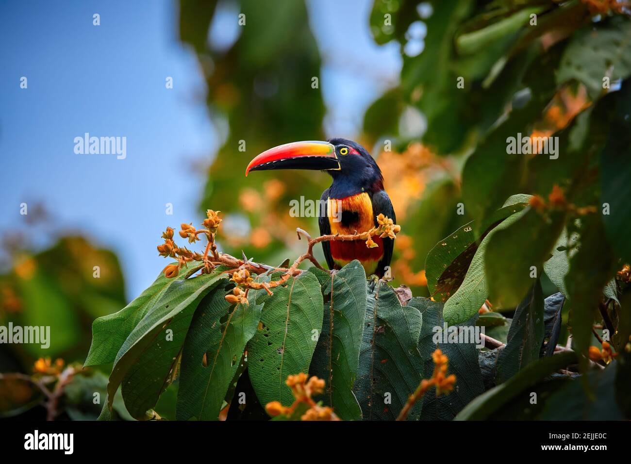 Fiery-billed aracari, Pteroglossus frantzii, toucan among green leaves and orange fruits. Large red-black bill, black, yellow and red plumage. Typical Stock Photo