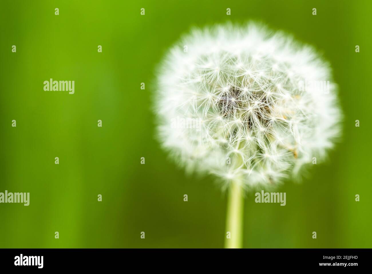 White Dandelion (Taraxacum) flower with soft blurred edge and bokeh background Stock Photo