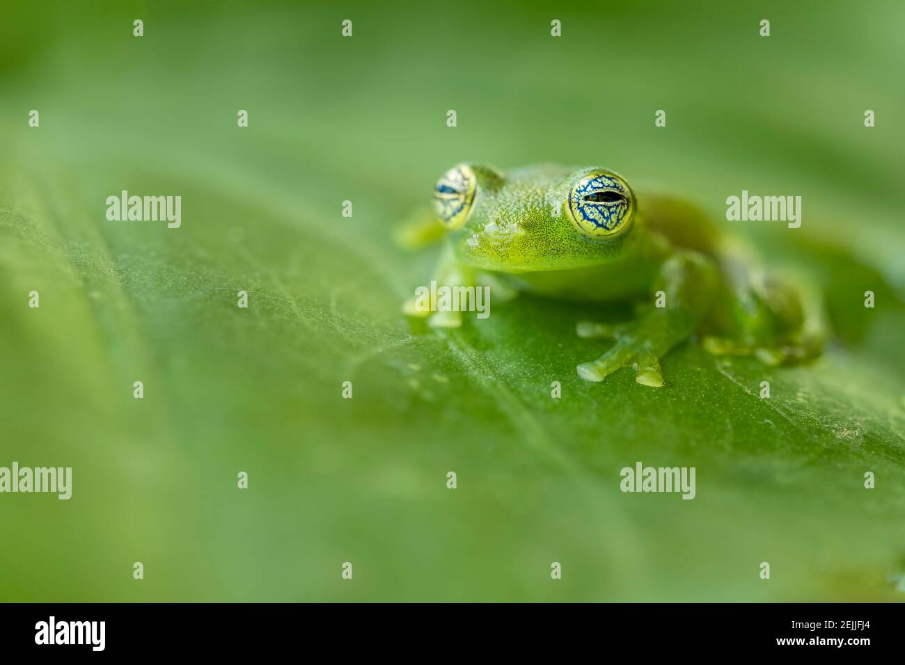Ghost Glass Frog (Sachatamia ilex) or Limon Giant Glass Frog, fascinating eyes with black, white and blue lines, green skin, rainforest Stock Photo