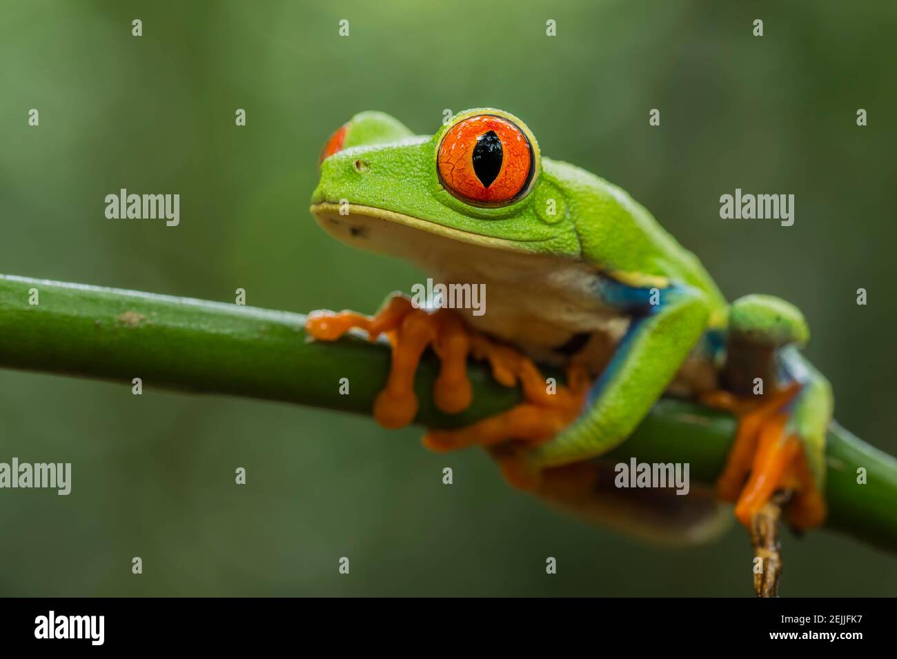 Small tropical multicolored Red-eyed Tree Frog (Agalychnis Callidryas) with big red eye, green, white, yellow and blue screen with orange feet Stock Photo