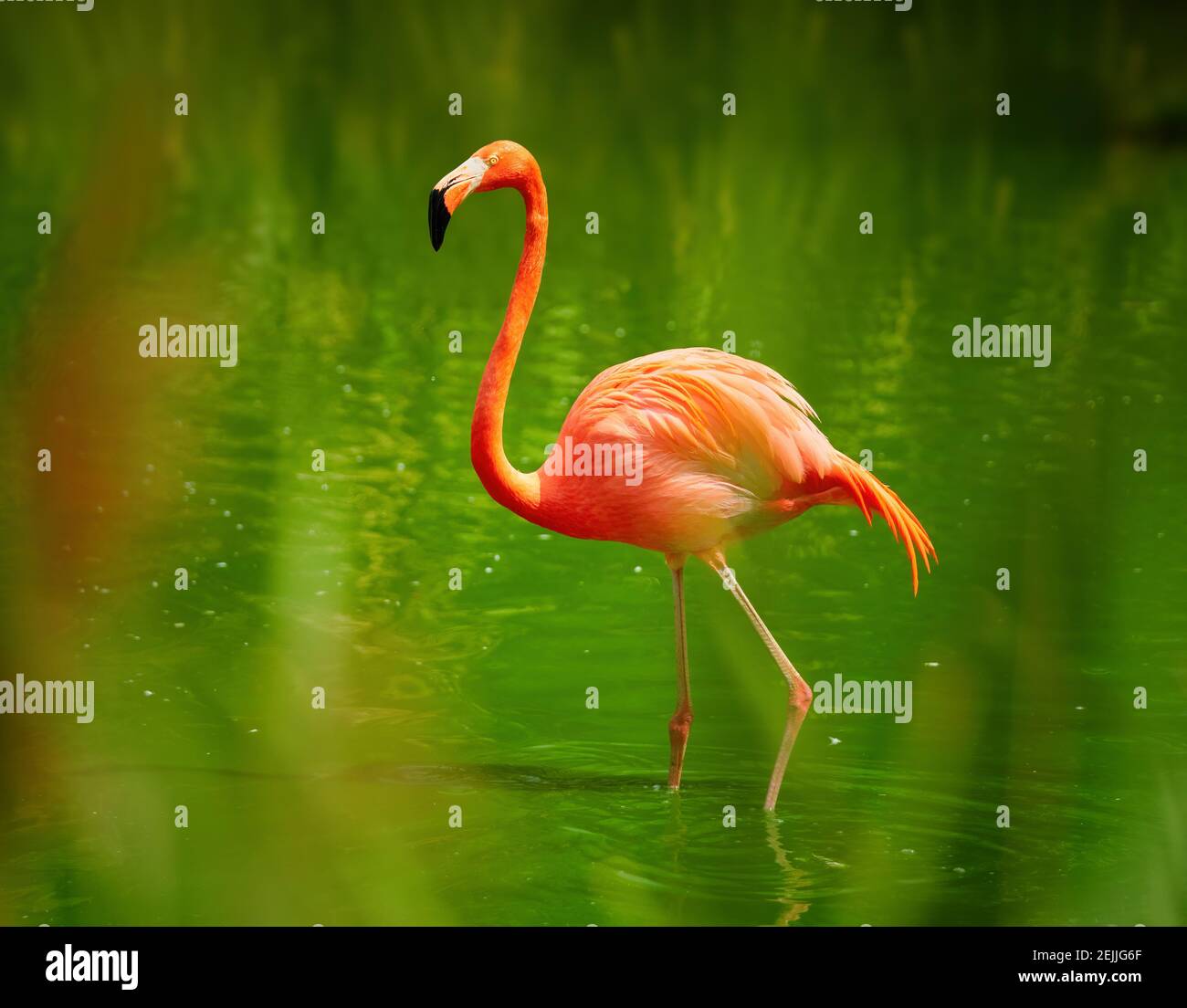 large lagoon water dish