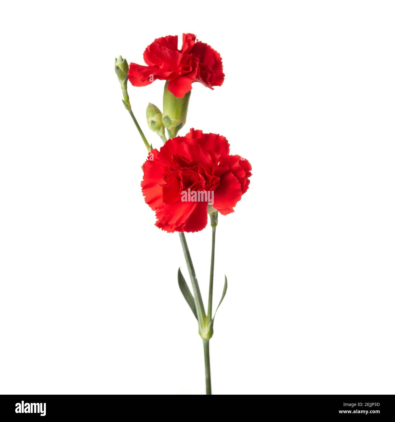 Beautiful red carnation flowers isolated on white background Stock