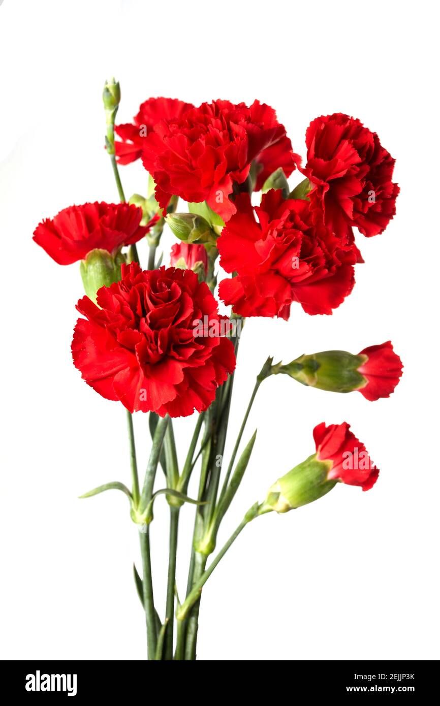 Beautiful red carnation flowers isolated on white background Stock Photo