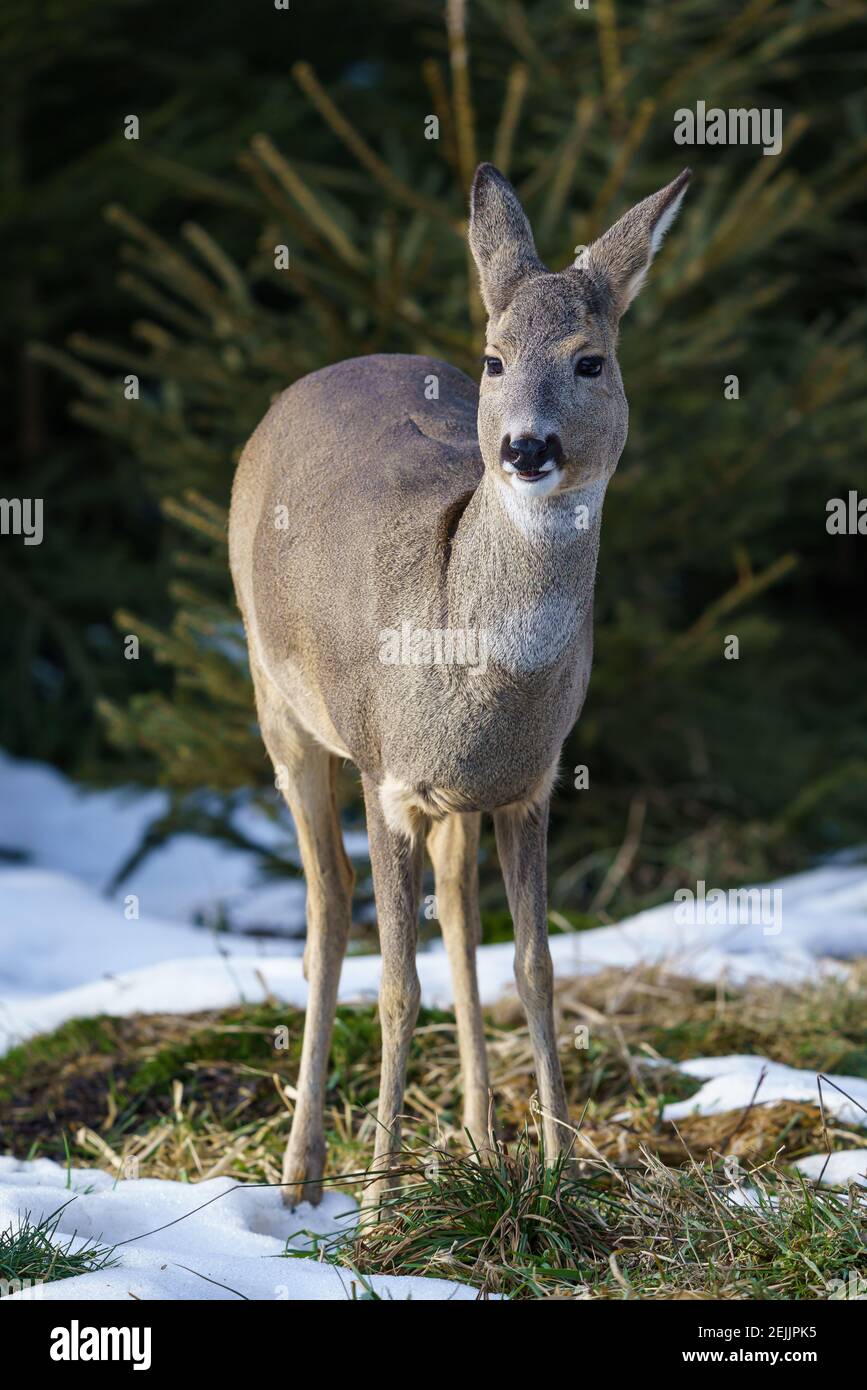Roe deer in forest, Capreolus capreolus. Wild roe deer in winter nature ...