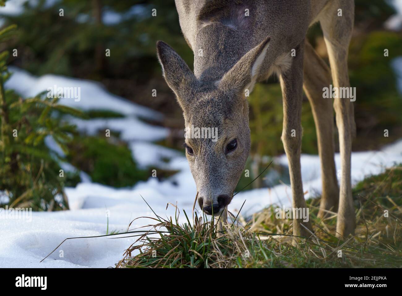 Roe deer in forest, Capreolus capreolus. Wild roe deer in winter nature ...