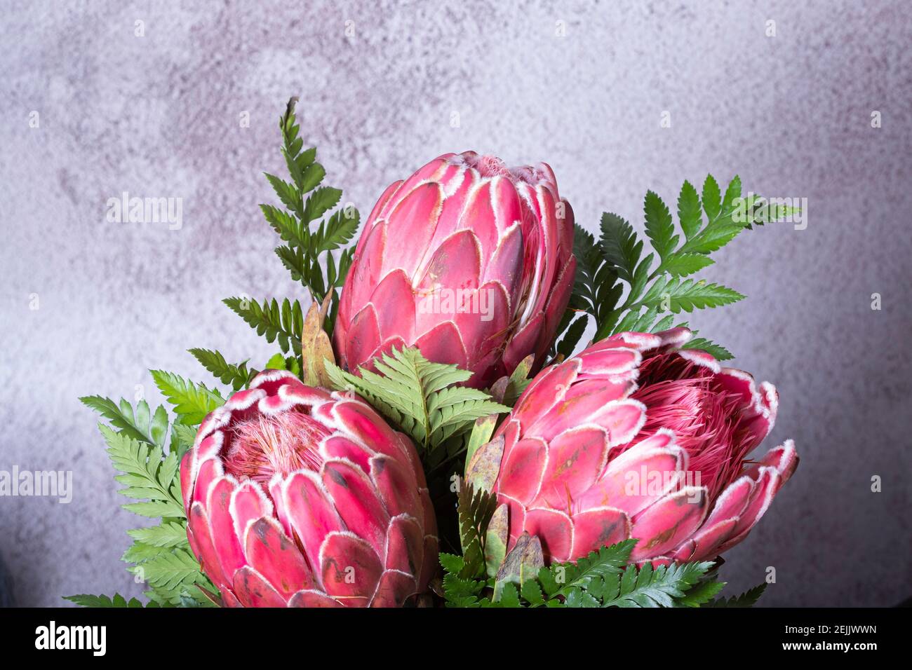 Pink King protea flower bouquet on a grey background Stock Photo - Alamy