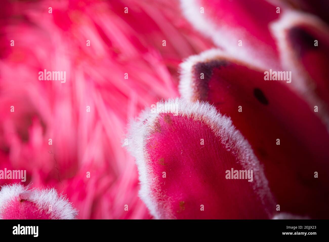 Red King Protea Flower in bloom close up still Stock Photo