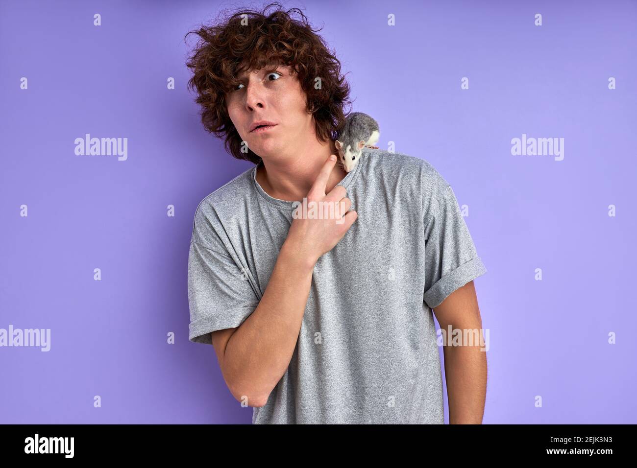 man does not know how to behave with a decorative rat, stand at a loss, afraid of rodents, isolated on purple background Stock Photo