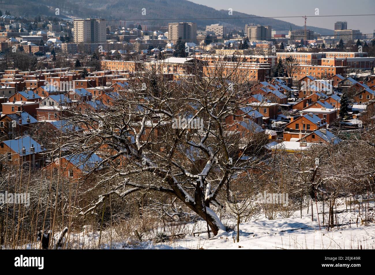 Tree on snowy hillside and part of downtown with typical red brick buildings in city Zlin in winter sunny day, Czech republic. Stock Photo