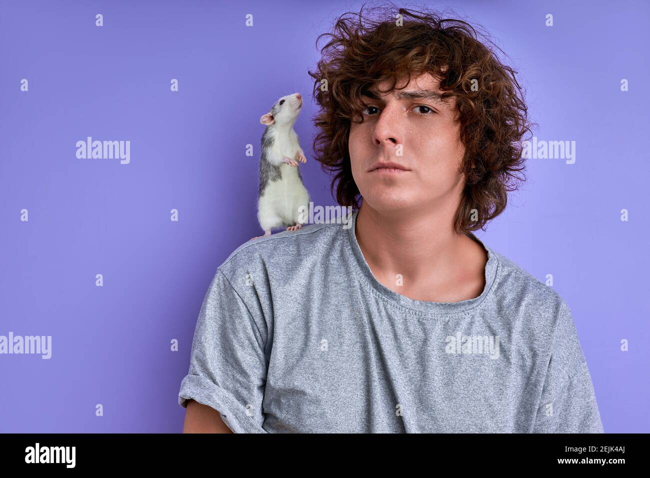 white rat sniffs and looks at curly hair of man, portrait of guy with decorative rodent isolated on purple background Stock Photo