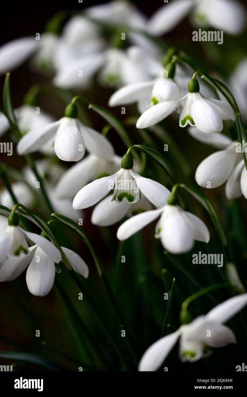 galanthus lerinda, snowdrop, snowdrops, spring, flower, flowers, flowering, Garden, gardens,RM floral Stock Photo